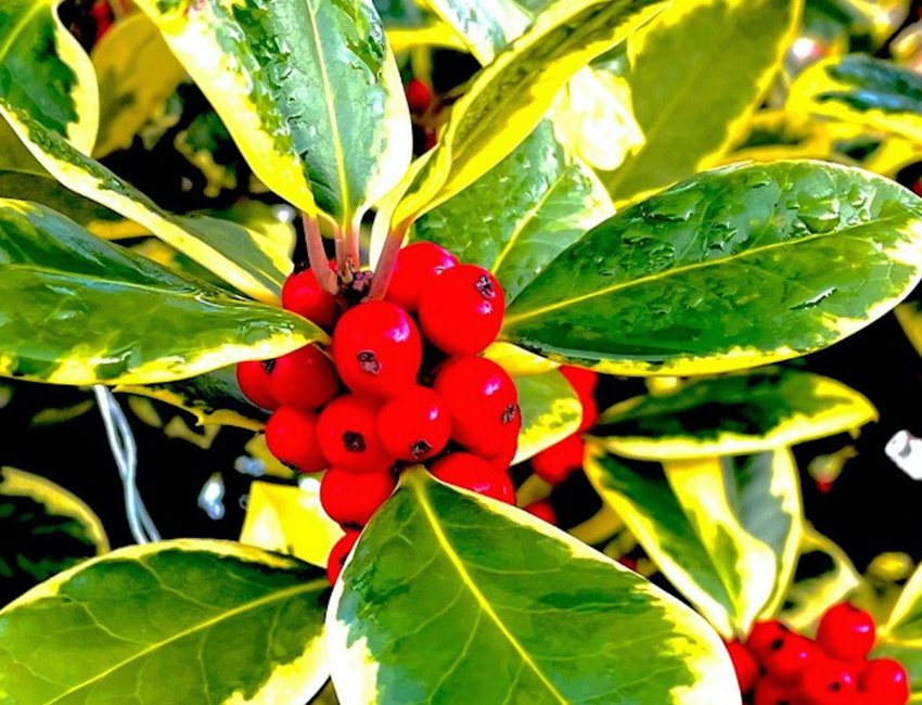 Varigeted holly with berries